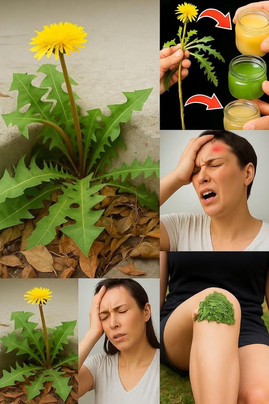 Diente de león y su uso medicinal