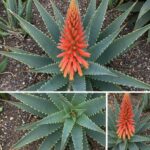 Por Qué la Planta de Aloe No Florece: Posibles Causas y Soluciones