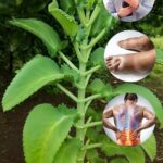 Kalanchoe: La Planta Medicinal que Puede Transformar Tu Salud