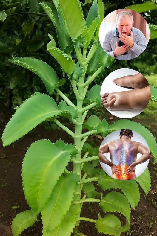 Kalanchoe