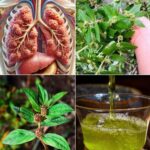 El Tesoro Oculto de la Planta Medicinal para la Salud Pulmonar
