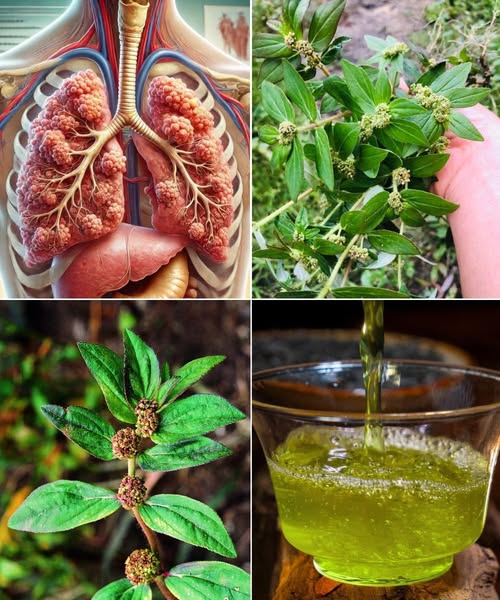 Planta medicinal y té para salud pulmonar