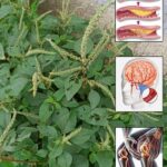 Descubre los Múltiples Beneficios del Amaranto: La Planta Milagrosa para tu Salud