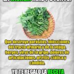 El Ajenjo: Poderoso Remedio Natural Contra Parásitos Intestinales