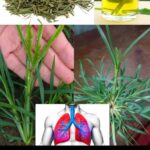Descubre el Poder de las Plantas Medicinales: Remedios Naturales para Tu Salud