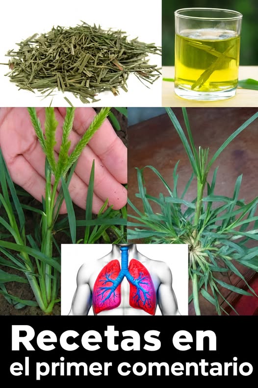Elementos relacionados con plantas medicinales