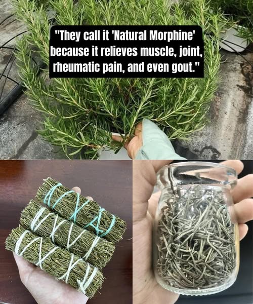 Romero, conocido como natural morfina
