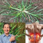 Descubre los Increíbles Beneficios de Esta Planta Milagrosa para la Salud Renal