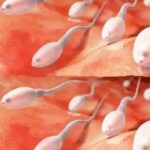 Impacto del Semen en la Salud Reproductiva: Más Allá de la Fertilidad