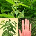 Ortiga: El Tesoro Natural Subestimado que Transformará tu Salud