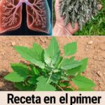 El Poder Oculto de los Cuartos del Cordero: La No Pretenciosa Maravilla de la Naturaleza
