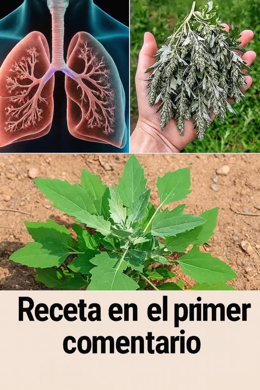 Plantas Medicinales