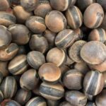 Descubre la Semilla de Abrojo: Un Remedio Natural Potente