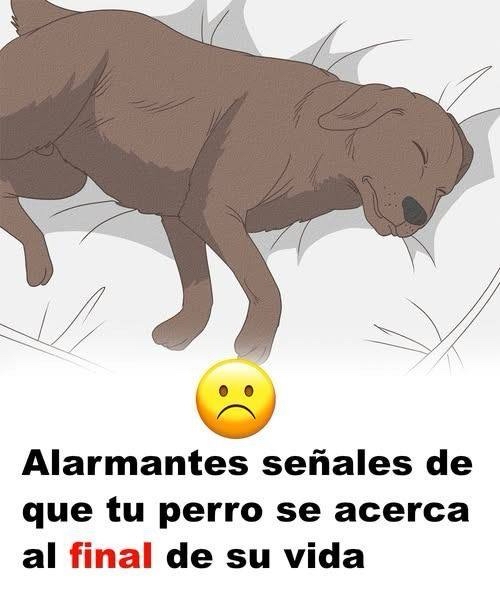 Perro durmiendo