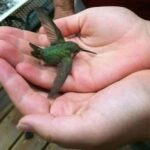 El Significado Espiritual del Colibrí en Tu Hogar