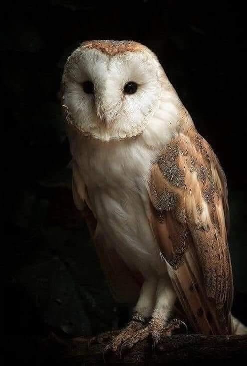 Lechuza en un fondo oscuro