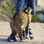 ¿Por qué los gatos se frotan contra ti? Descubre su lenguaje corporal