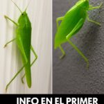 El Mensaje Oculto Detrás de Esos Insectos Verdes en Tu Hogar