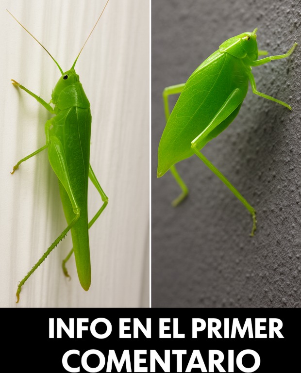 Insecto verde similar a un grillo
