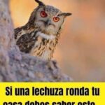 ¿Qué Significa la Presencia de Lechuzas Cerca de Tu Hogar?