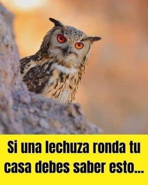 Lechuza mirando hacia la cámara