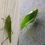 Descubriendo el Camuflaje de la Naturaleza: Insectos que se Parecen a Hojas