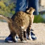 ¿Por qué los gatos se frotan contra ti? Un vínculo lleno de amor y salud emocional