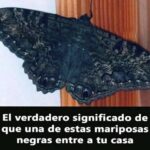 Descubriendo el Significado de las Mariposas Negras: Mensajeras del Cambio y la Transformación