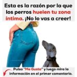 Curiosidades sobre el Comportamiento Canino: ¿Por Qué los Perros Huelen tu Zona Íntima?