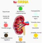 El Color de Tu Orina: Lo Que Te Dice Sobre Tu Salud