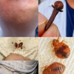 Chinches en Casa: Cómo Identificarlas y Remedios Naturales Efectivos