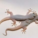 El Significado de los Geckos en Tu Hogar: Beneficios y Creencias