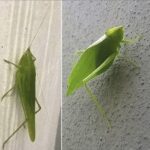 El Camuflaje en la Naturaleza: Su Influencia en Salud y Bienestar