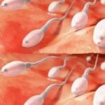 Mejora la Calidad del Semen de Tu Pareja de Forma Natural