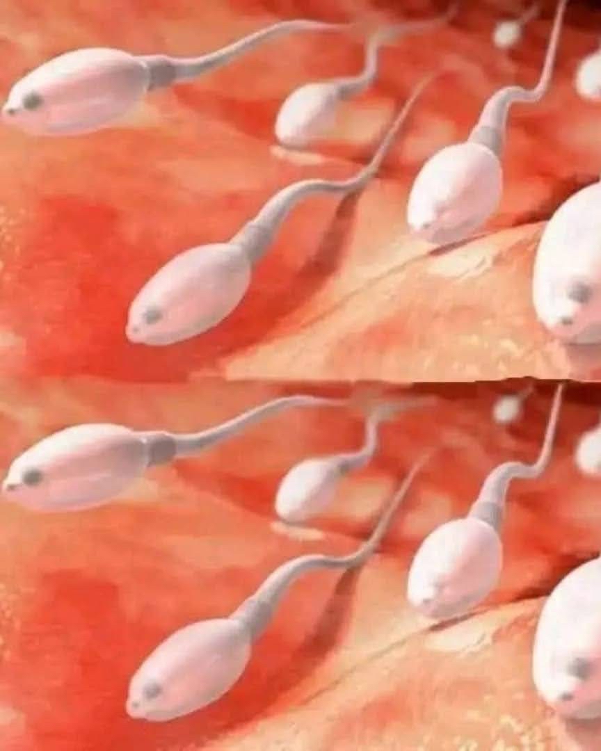 Illustración de espermatozoides