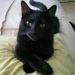 La Magia de los Gatos Negros: ¿Qué Significa Su Presencia?