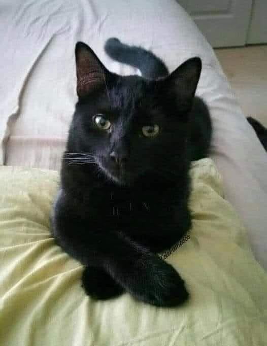 Gato negro relajado sobre una almohada