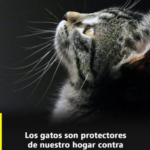 Los Gatos: Protectores Espirituales de Nuestro Hogar