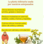 Ruda: La Planta Milenaria para Aliviar Dolores y Mejorar tu Salud