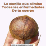 Los Beneficios de la Semilla de Aguacate: Mitos y Verdades para tu Salud