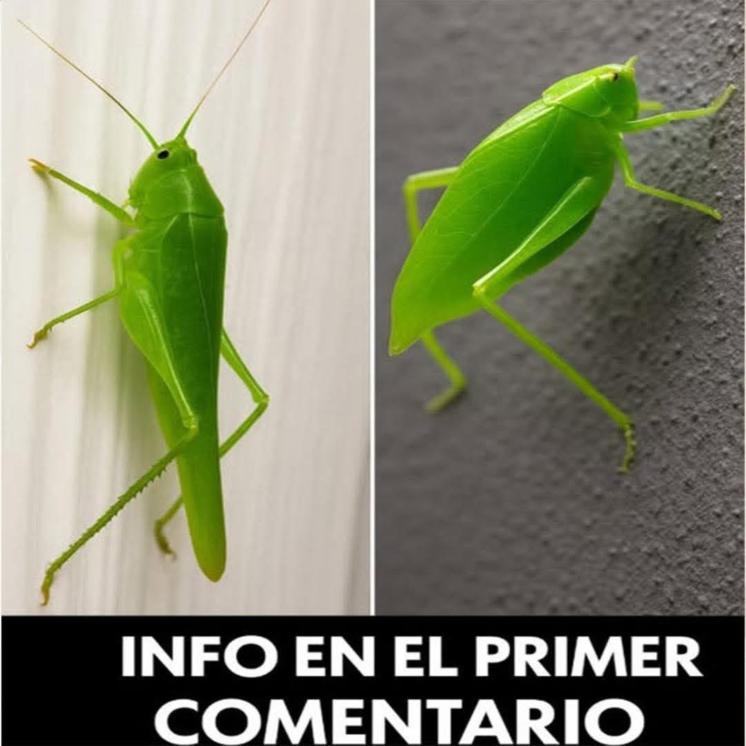 Insectos camuflados en el entorno
