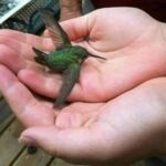 Magia y Significado de los Colibríes en Nuestro Hogar