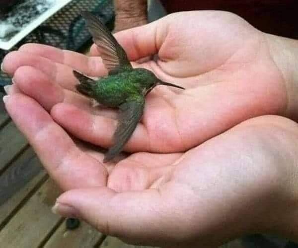Colibrí en la mano de una persona