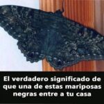 El Significado Espiritual de las Mariposas Negras en Tu Hogar