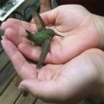 El Significado de la Visita de un Colibrí: Mensajes de la Naturaleza y su Relación con la Salud