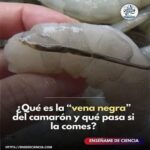 La Vena del Camarón: ¿Es Seguro Comerla?