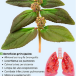 Beneficios de una Hierba Natural para la Salud Respiratoria