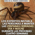 Cierra las Ventanas: Protege tu Hogar de Arañas Peligrosas