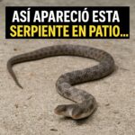 El Hallazgo Inusual: Serpiente de Dos Cabezas en un Patio