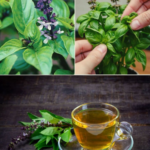 3 formas de usar las flores de albahaca para tu salud y bienestar